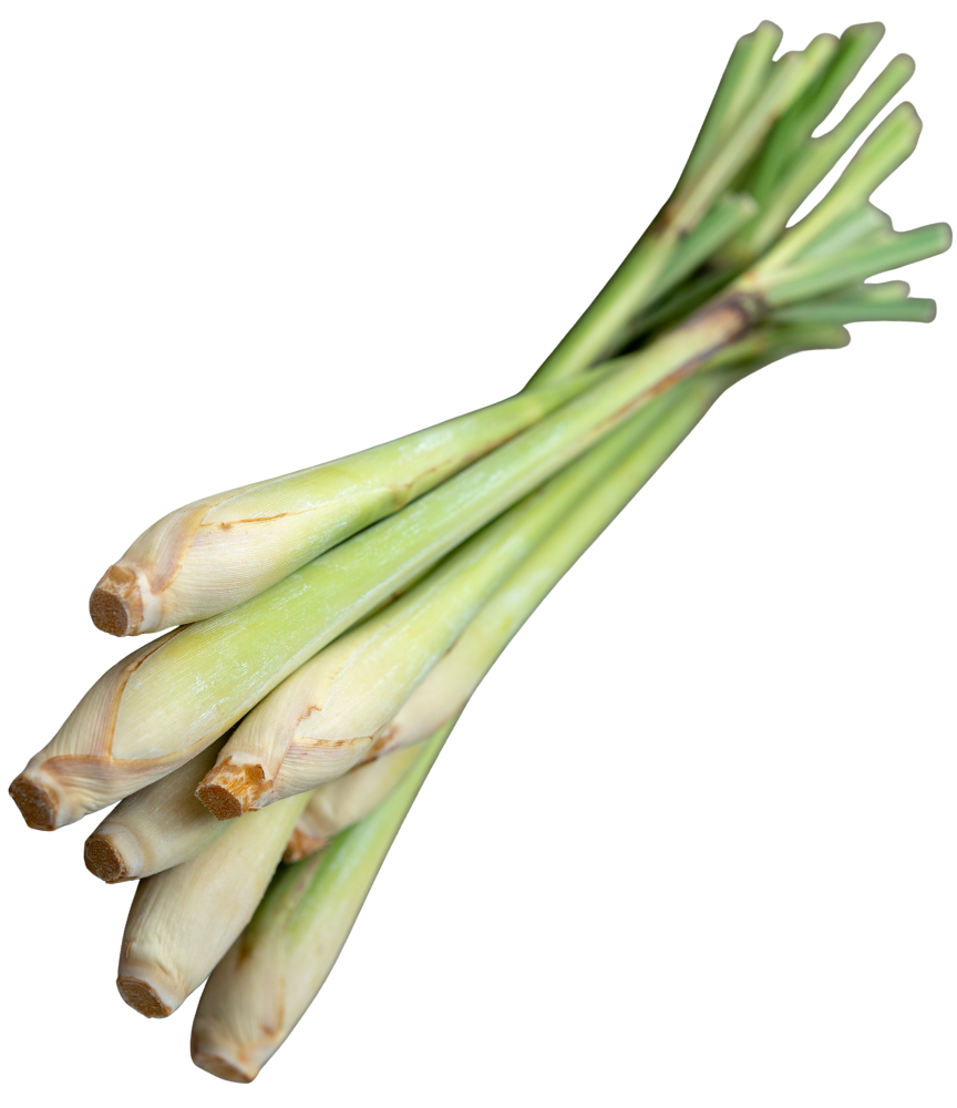 Trusted Dried Lemongrass Exporter & Lemongrass Essential Oil Supplier from Indonesia - PT Rempah Hijau Sumatera